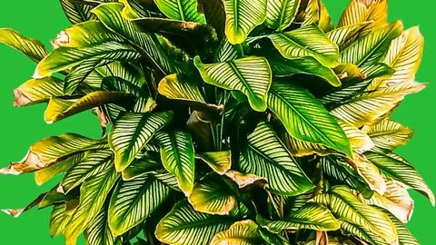 Calathea ornata leaf texture background Fotos Stock