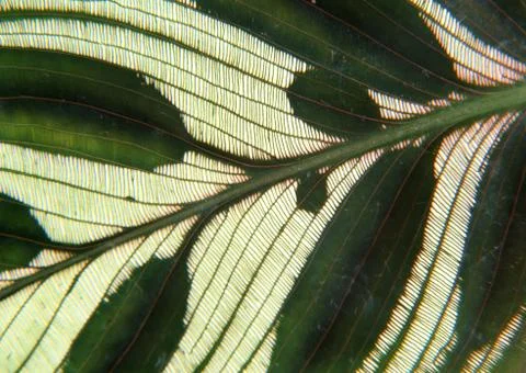 Calathea Stock Photos