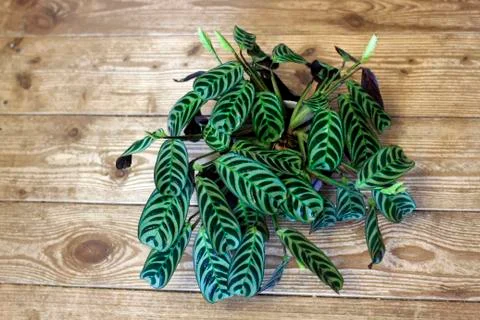 Calathea 写真素材