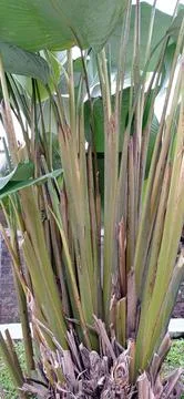 Calathea stems Stock Photos