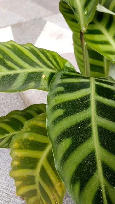 Calathea zebrina, Stock Footage 325979370