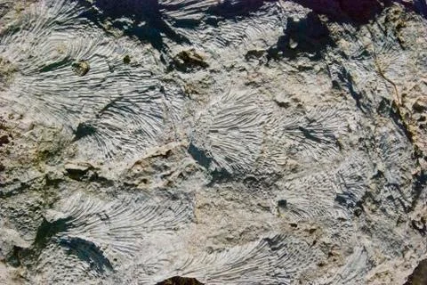 Calcified Seashells Foto stock