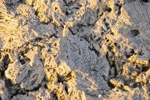 Calcified Seashells Foto stock