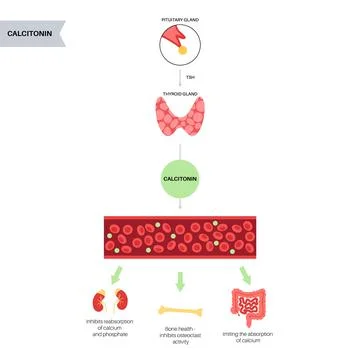 Calcitonin thyroid hormone Stock Illustration