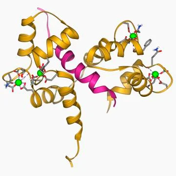Calcium-binding protein molecule Stock Illustration