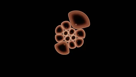Calcium Transients Flash Across A Connected Cell Sheet Stock-Footage 344512298
