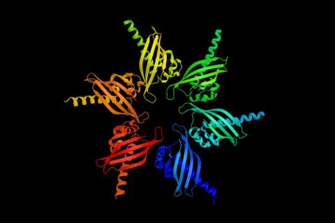 Calcium/calmodulin-dependent protein kinase type II gamma chain is an enzym.. Stock Illustration