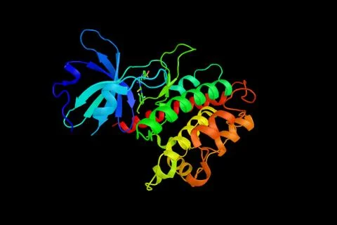 Calcium/calmodulin-dependent protein kinase type IV, a protein kinase with .. Illustration