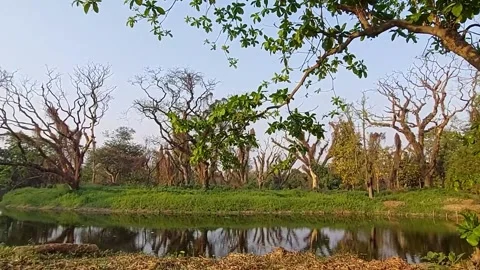 Calcutta botanic garden inside  view lake  island, trees. Stock-Footage 172177475