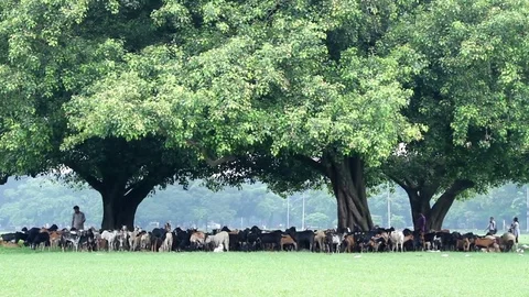 Calcutta 库存影片 81096305