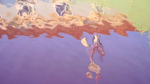 Caldeirinha Dock reflection in a pond Stock Footage 278125877