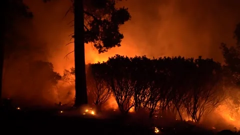 Caldor Fire 2021 Tree Burning Stock Footage 159902552