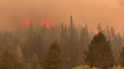 Caldor Fire 2021 Tree Burning Stock Footage 159984497