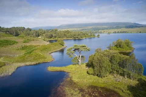 Caledonian pine tree at Loch Tulla in Scottish Highlands Stock Photos