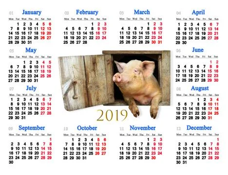 Calendar for 2019 with amusing pig in middle. Pig symbol of next year Stock Illustration