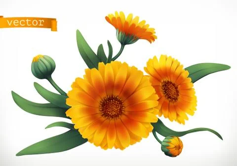 Calendula. 3d realistic vector icon Иллюстрация
