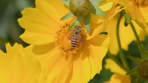 Calendula and bees Stock Footage 241732119