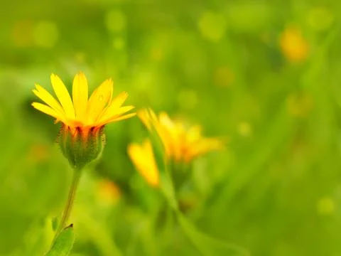 Calendula arvensis on a blurred background Stock Photos