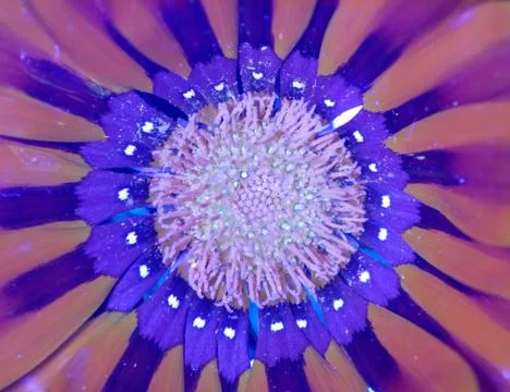 The Calendula arvensis Stock Photos