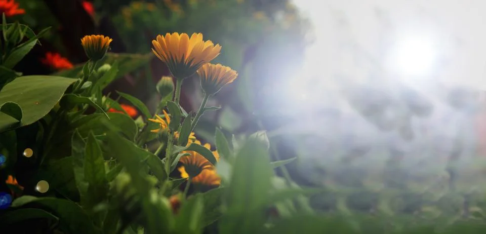Calendula Background Stock Photos