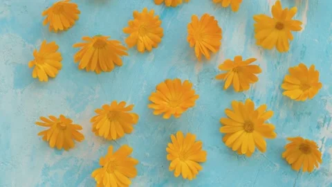 Calendula on a blue background Stock Footage 136932459