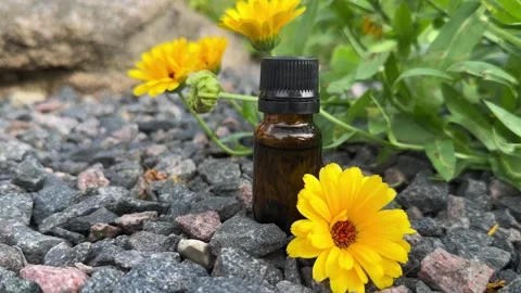 Calendula Essential oil Video stock 247957688