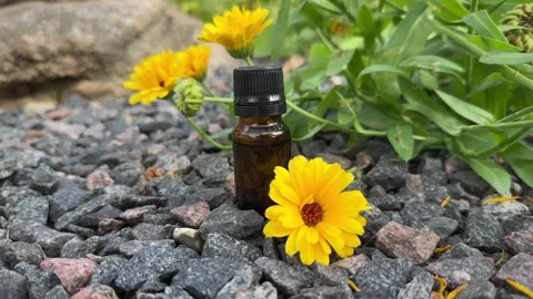Calendula Essential oil Stock Footage 248418669