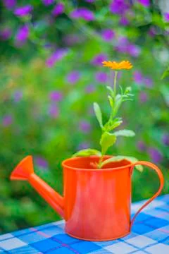 Calendula in an ewer Stock Photos