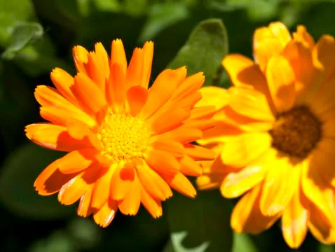 Calendula flower on blurred background Stock Photos