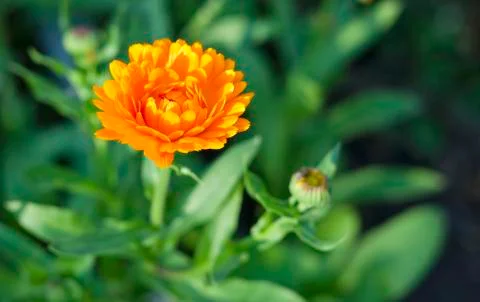Calendula flower on blurred background Stock Photos