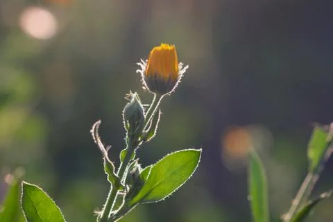 Calendula flower bud close-up selective focus. Half-spreading calendula flowe Stock Photos
