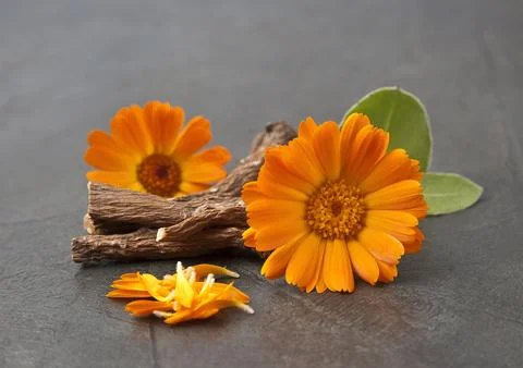 Calendula flower with calendula root Stock Photos