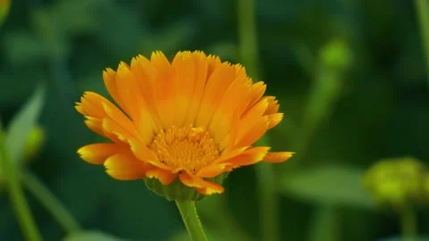 Calendula flower close up Stock Footage 221604827