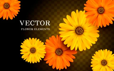 Calendula flower elements 스톡 일러스트