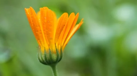 Calendula flower Video stock 8602001