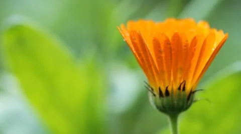 Calendula flower Stock Footage 8602002