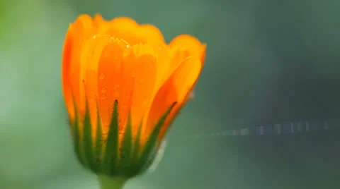 Calendula Flower Stock Footage 22923426