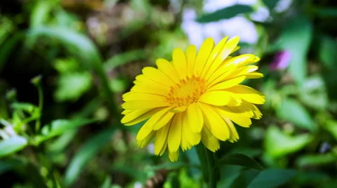 Calendula Flower. Stock Footage 49701396
