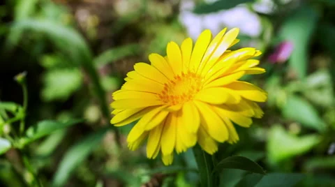 Calendula Flower. 스톡 동영상 49701453