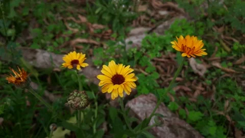 Calendula flower. Video stock 150576319