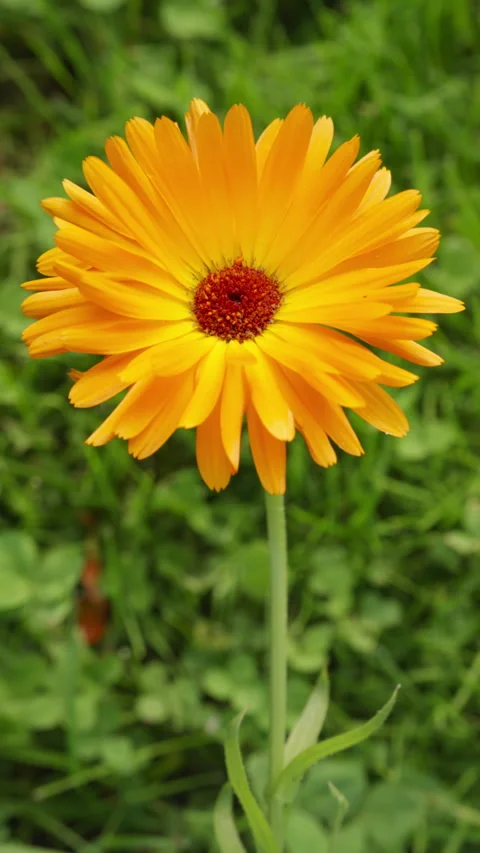 Calendula flower Stock Footage 249382091