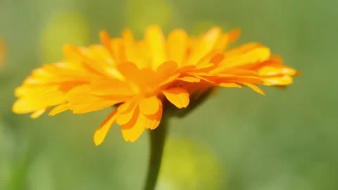 Calendula flower gently moving with the wind Stock Footage 281873033