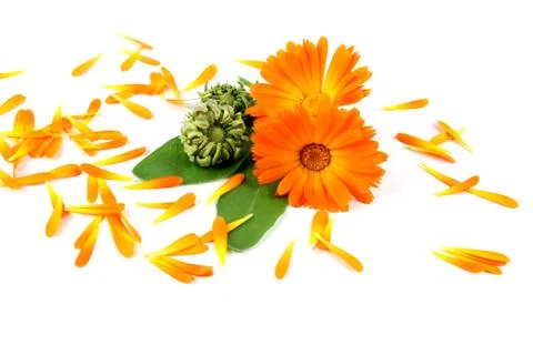 Calendula flower, marigold Stock Photos