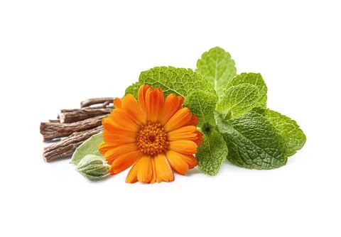 Calendula flower with mint Foto stock