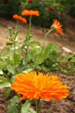 Calendula flower Stock Photos