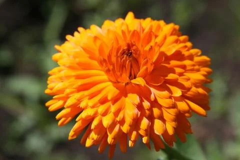 Calendula flower Foto stock