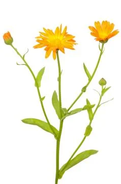Calendula flower Stock Photos