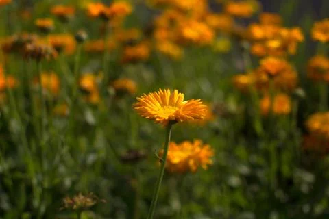 Calendula flower Stock Photos