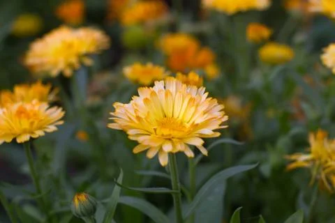 Calendula flower Stock Photos