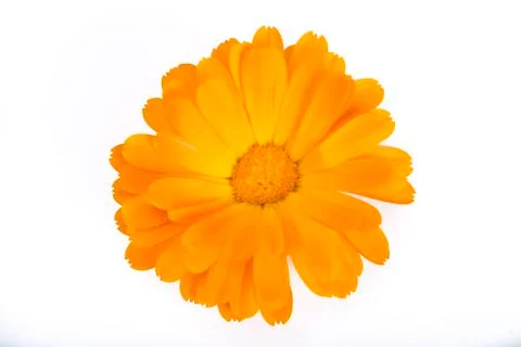 Calendula flower Stock-Fotos